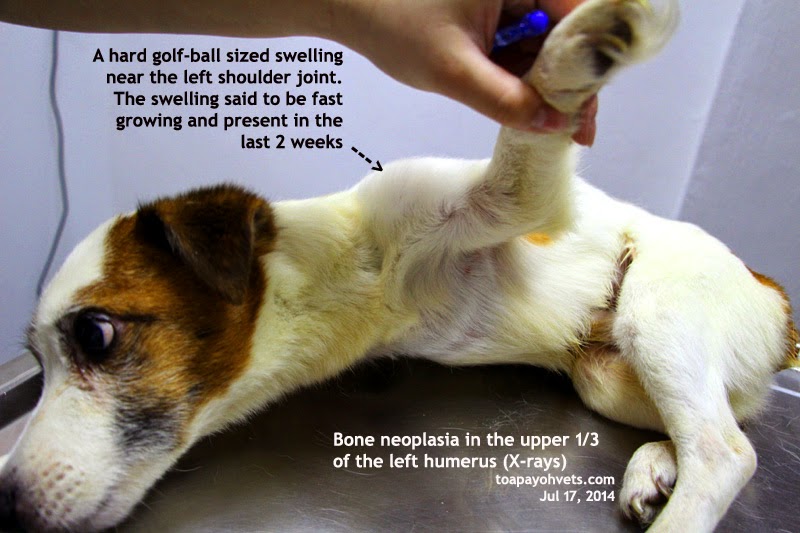 Veterinary and Travel Stories 1414. Bone cancer in a Jack russell