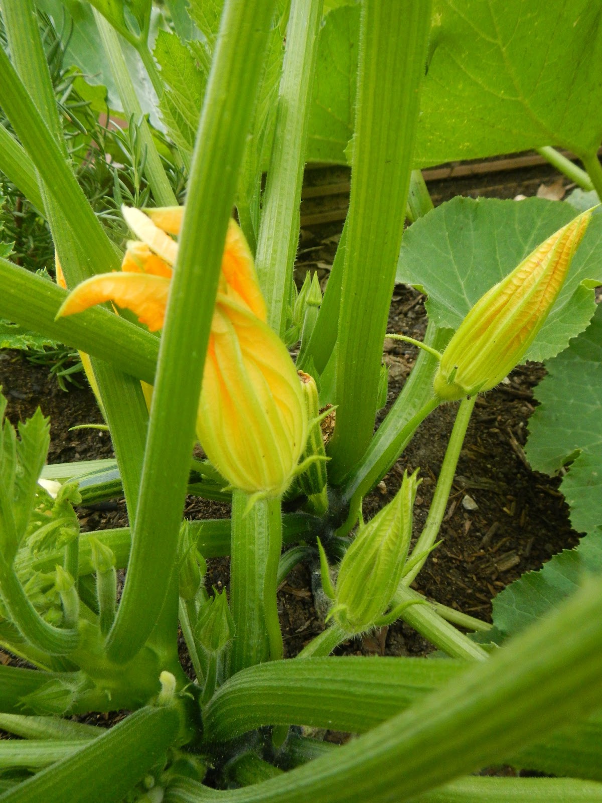 From Scratch Fried Zucchini Blossoms