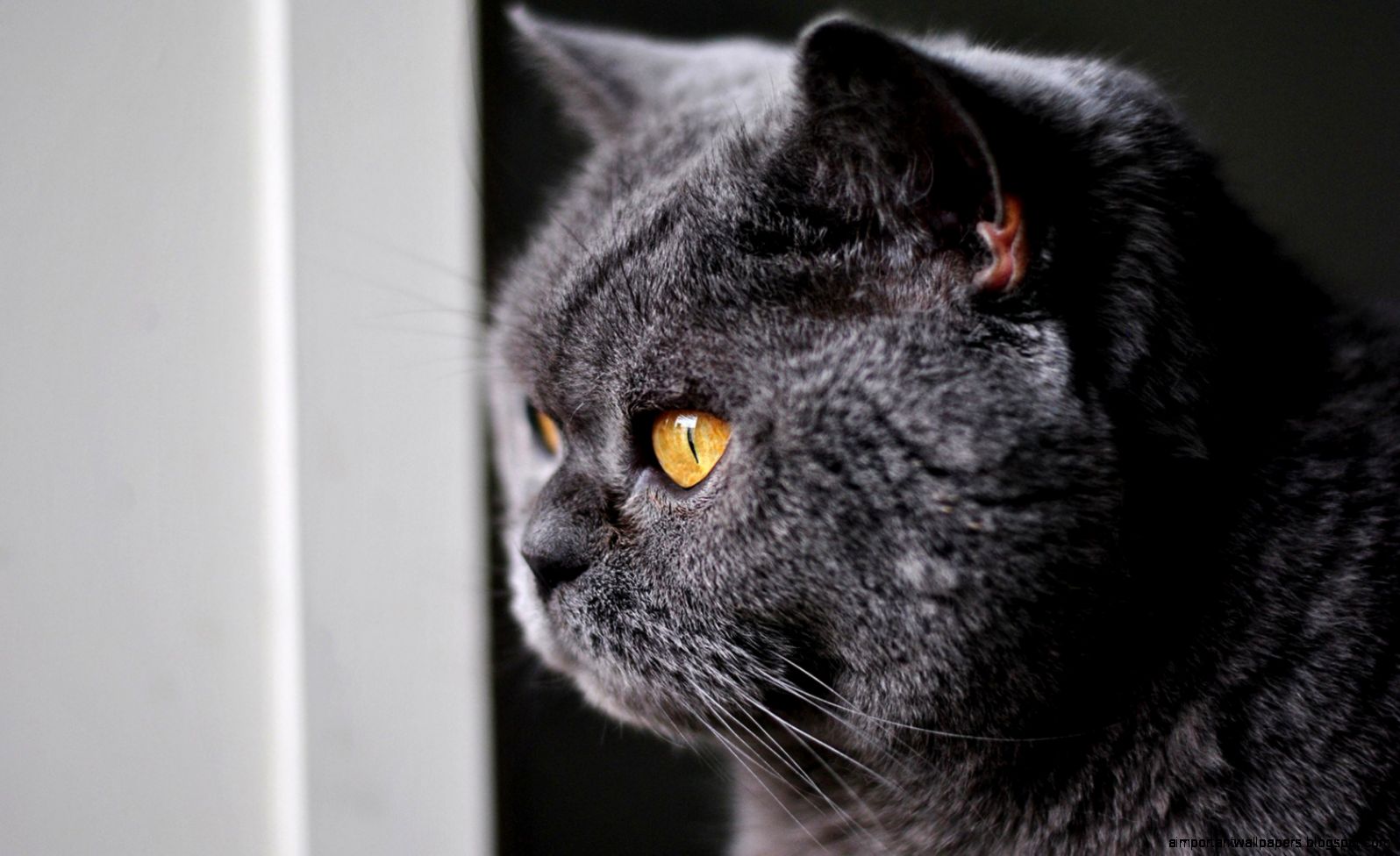 British Shorthair Gray Cat Close Up Look Outside HD wallpapers British Shorthair Gray Cat Close Up Look Outside HD wallpapers
