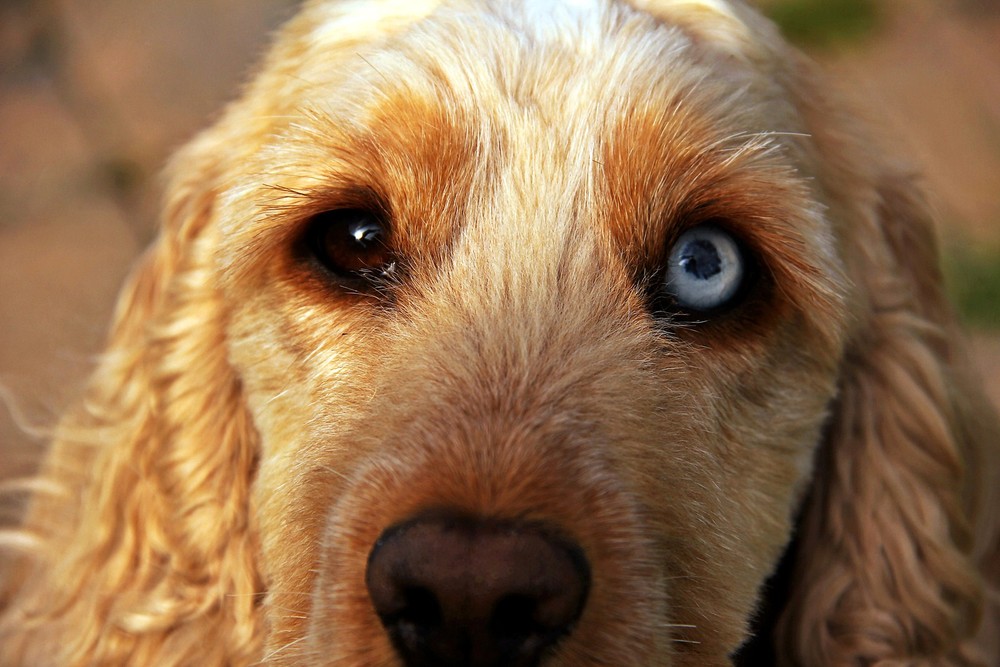 Dog Breeds With One Blue And One Brown Eye Dog Breeds With One Blue And One Brown Eye