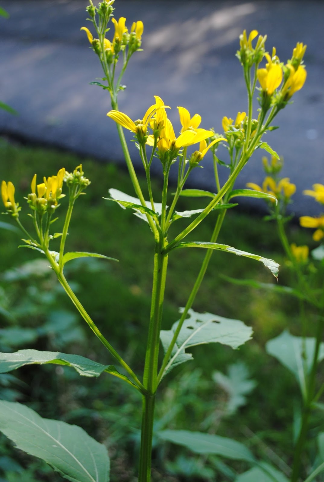 West Virginia Native WildflowersThe Big Year, 2013