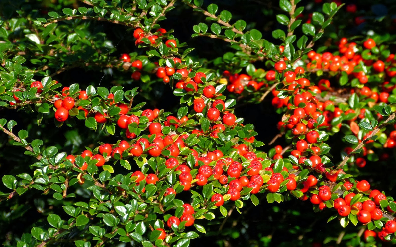 A Kilchoan Diary Red Berries