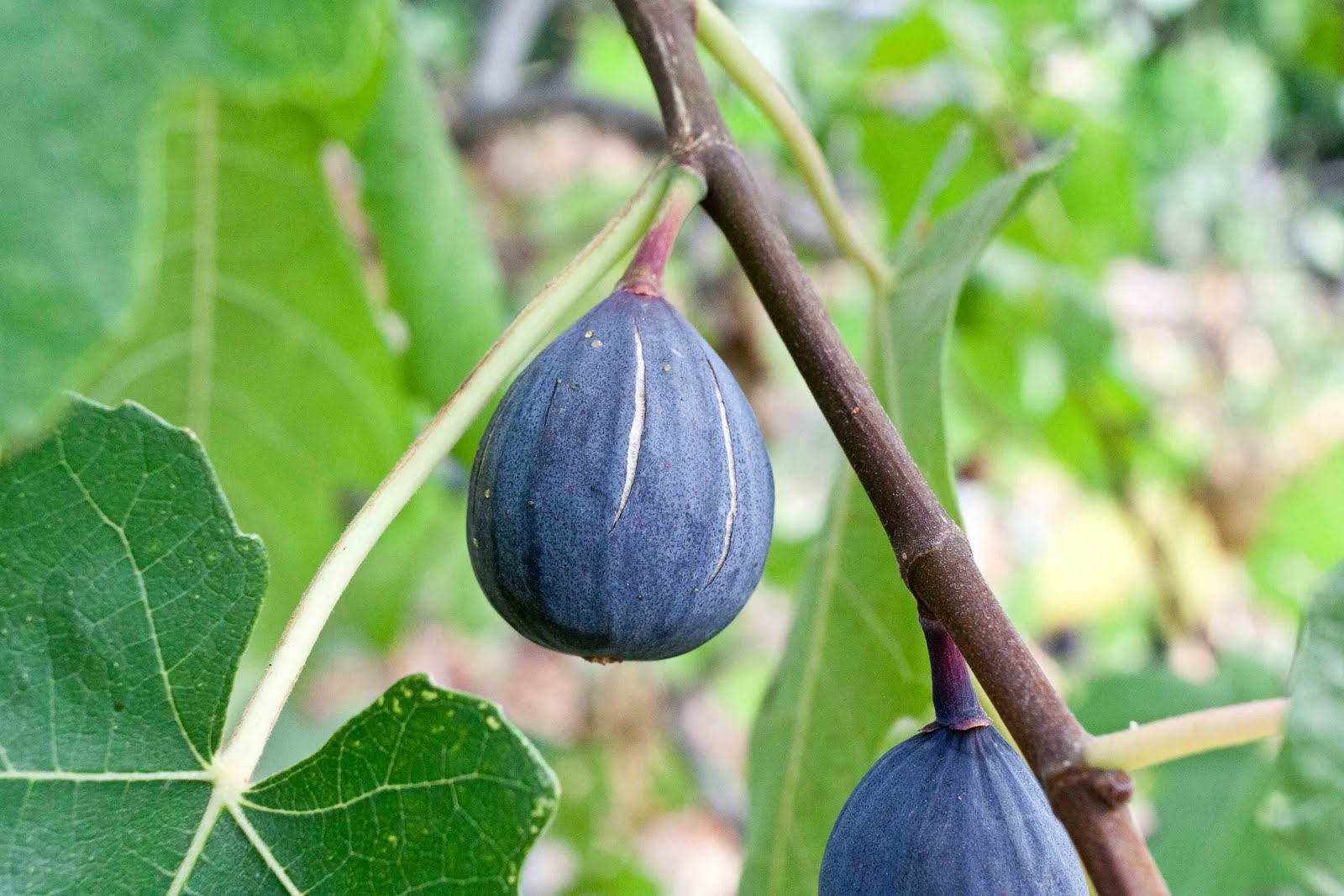 FOODjimoto Tree Ripened Figs!