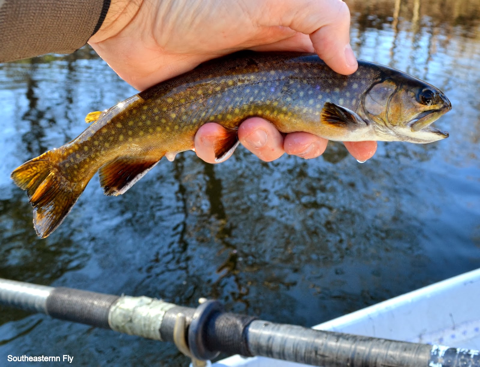Southeastern Fly Tennessee Fly Fishing Report