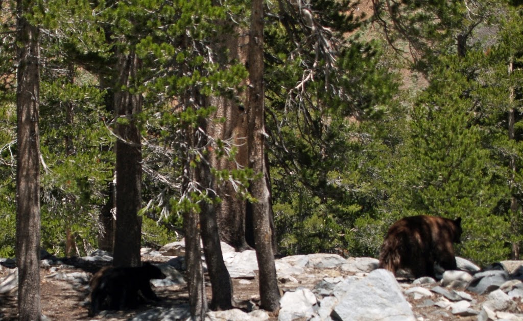 Open Air and Sunshine Mammoth Lakes, CA Bears in Coldwater Campground