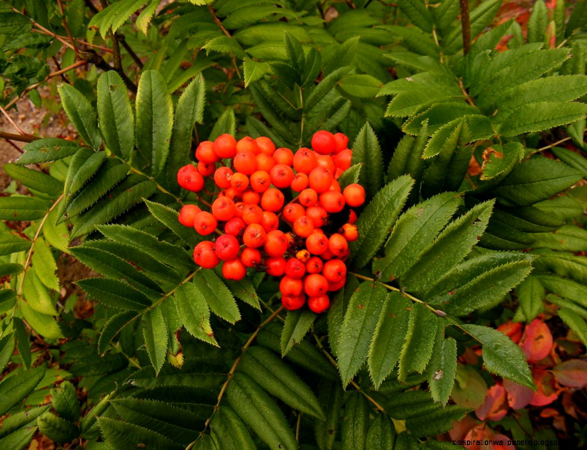 FileWestern mountain ash Sorbus sitchensis leaves and fruit FileWestern mountain ash Sorbus sitchensis leaves and fruit