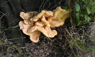 Laetiporus sulphureus - Sulphur Polypore On Purple Plum Archbishops Park