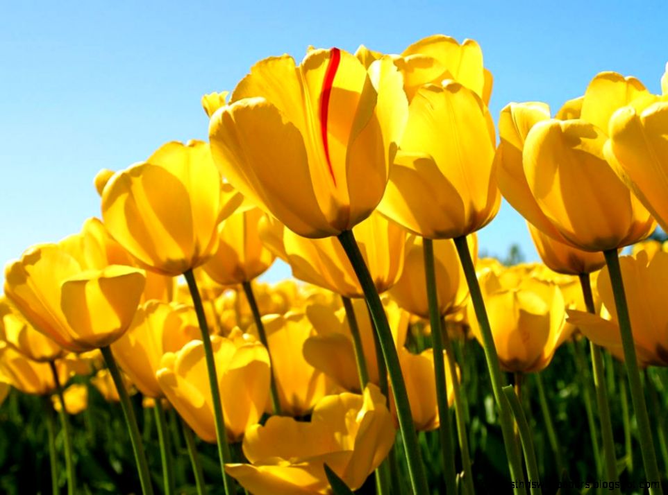 Yellow Tulips wallpaper Yellow Tulips wallpaper