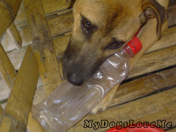 [Image: ginger-dog-with-bottle.jpg]