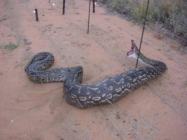 largest anaconda ever captured