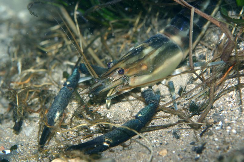 Camarón de Río. Fauna Dominicana