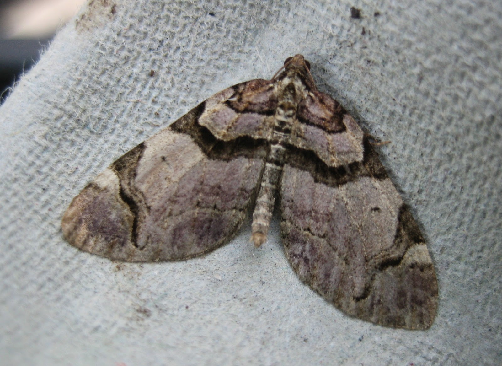 Martin's Moths Hatching and catching