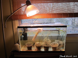 how to grow lotus plant indoors, fish tank, aquatic plant, grow light