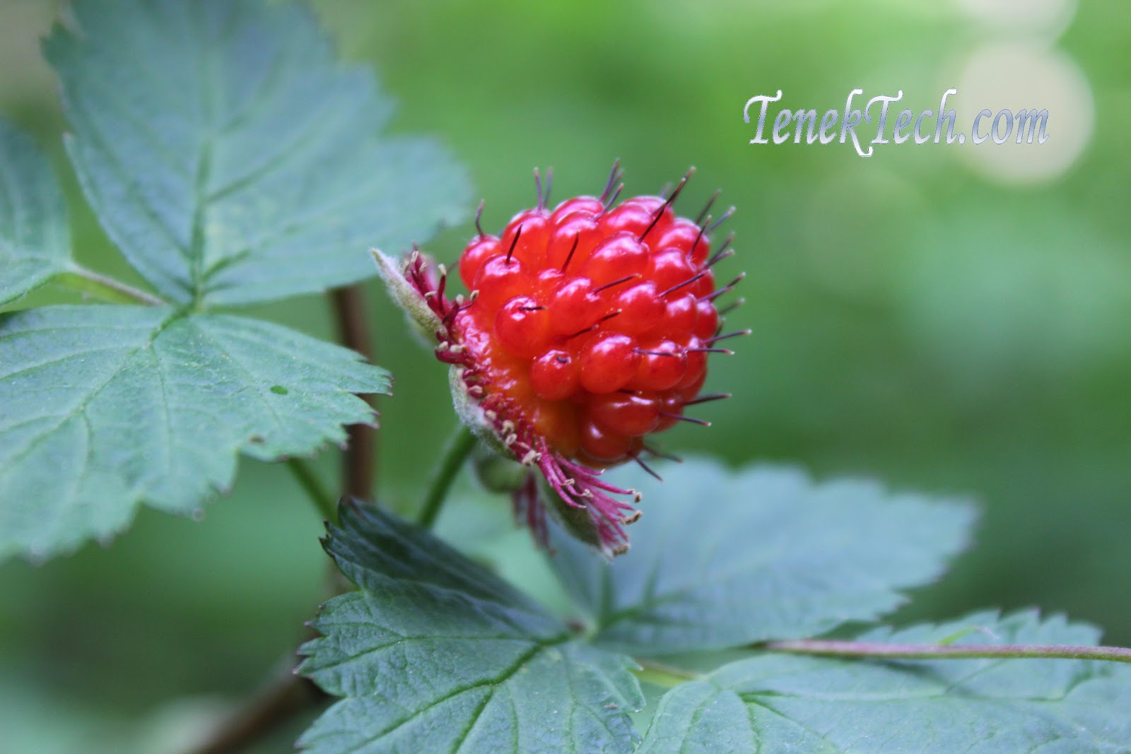 Living Vancouver Canada Pacific Spirit Regional Park in Vancouver