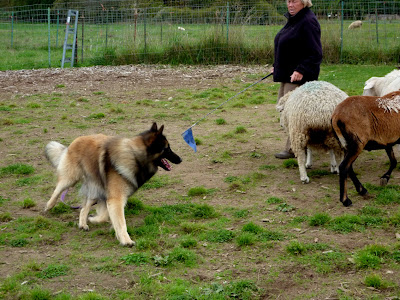 Belgian Tervuren Dog Herding