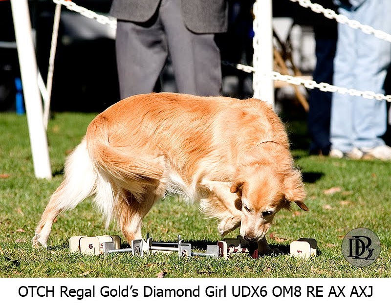 to the DogBreedz Blog! Back to the Shows Orange Empire Dog