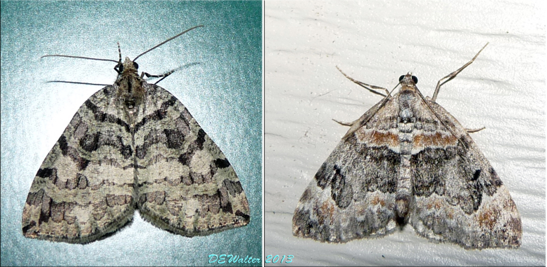 The Home Bug Garden Diversity in conformity Meet the Hologram Moth