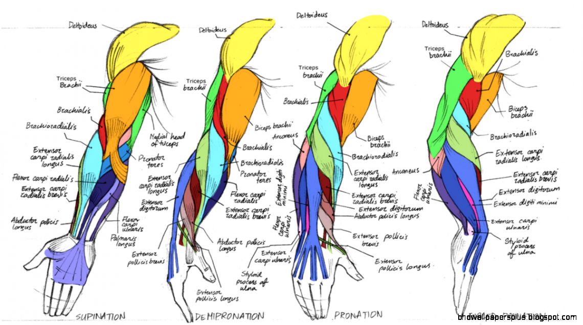 Muscle Anatomy Forearm and Arm Anatomy Reference arm anatomy Muscle Anatomy Forearm and Arm Anatomy Reference arm anatomy