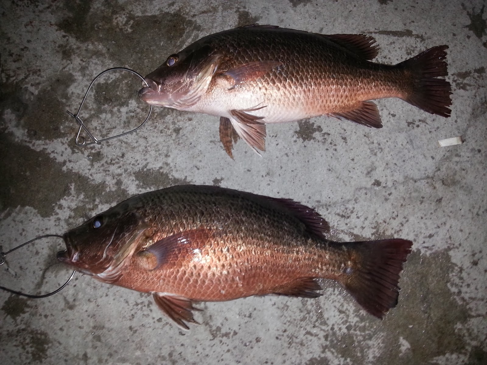 Kolam Mancing Siakap Masuk Percuma Youtube