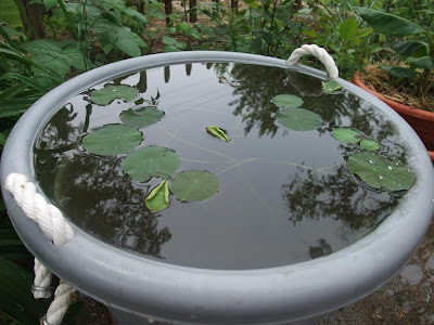 how to grow lotus in your backyard pond, bucket