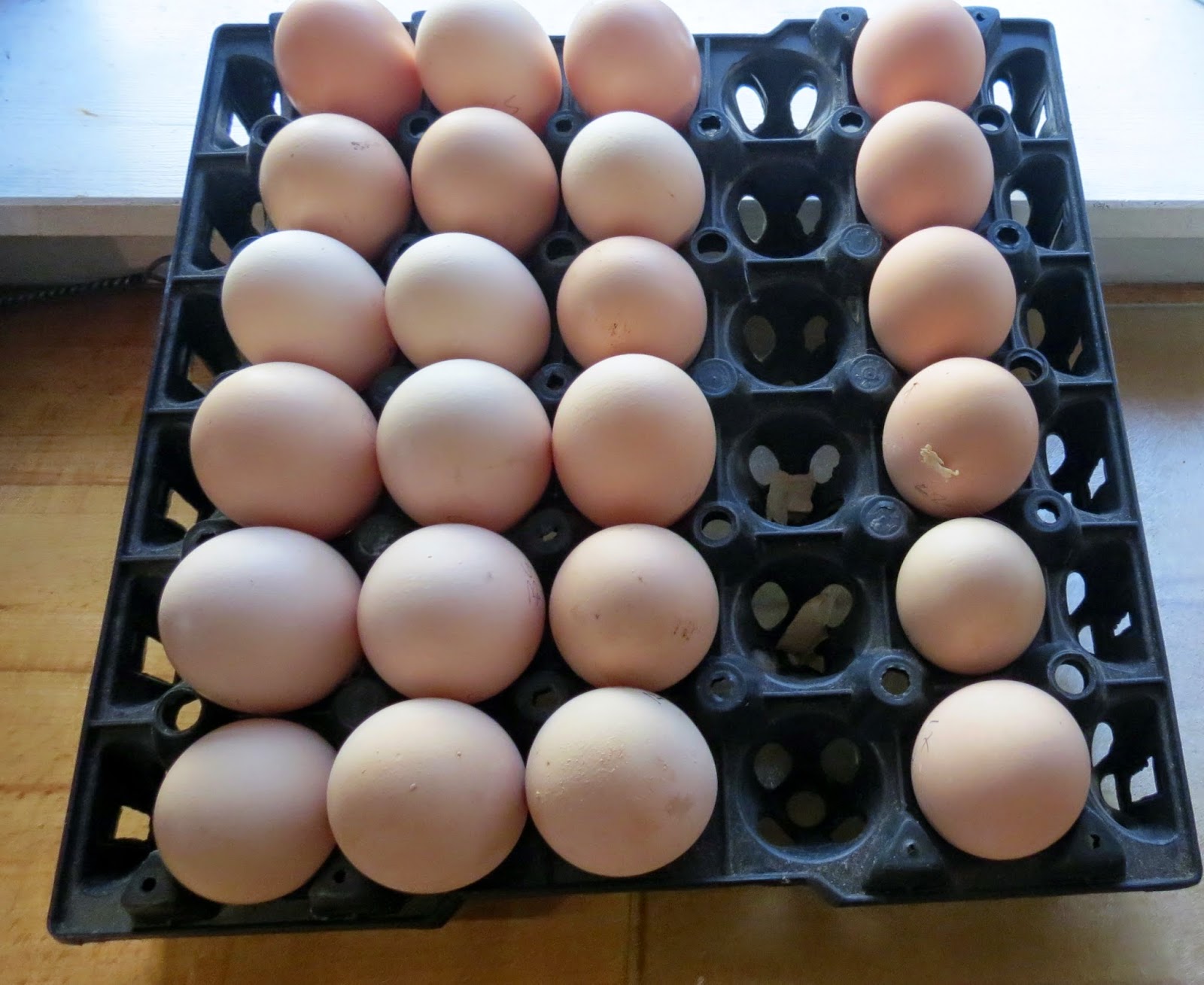 CraigardCroft Ixworth and Bresse Gauloise hatching eggs for sale