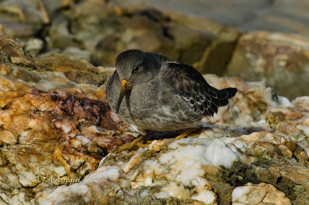 Correlimos oscuro, Calidris maritima, Purple Sandpiper Correlimos oscuro, Calidris maritima, Purple Sandpiper