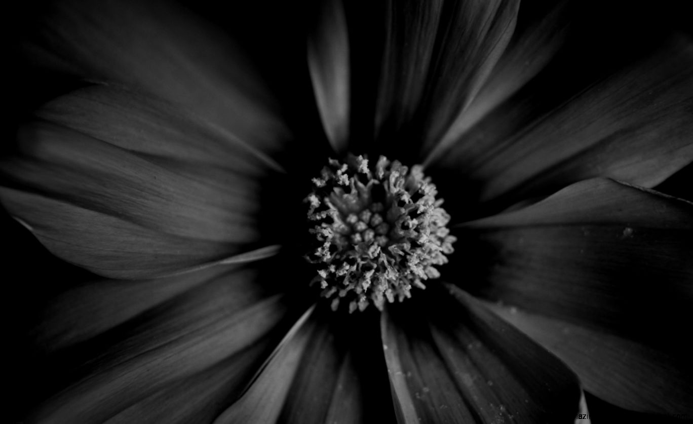 Black and White Flower Wallpaper WallpaperSafari Black and White Flower Wallpaper WallpaperSafari