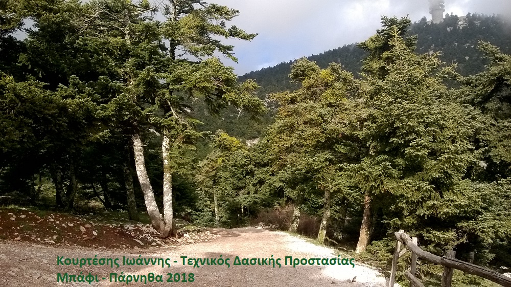 Σε ποιους ανήκουν τα Δάση στην Ελλάδα;
