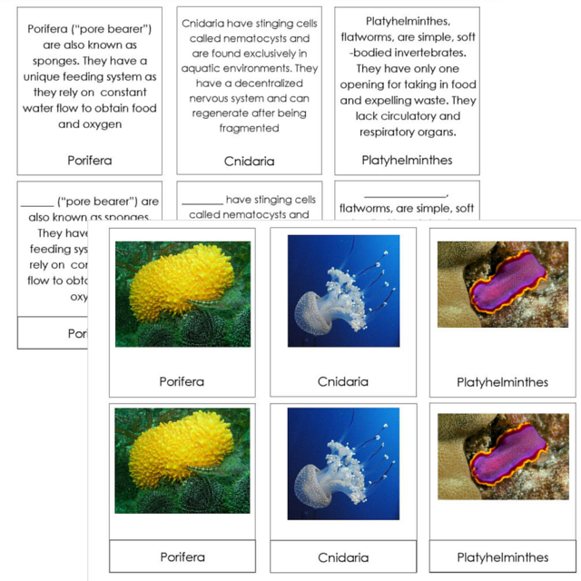 Elementary Observations: Zoology Roundup
