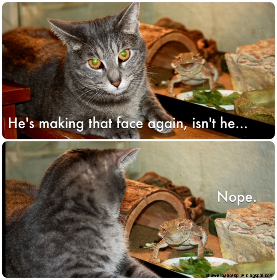 funny animals with captions  Tumblr funny animals with captions  Tumblr