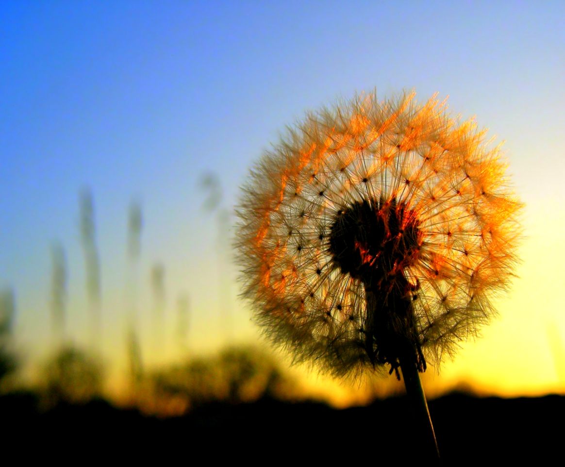 Dandelion Sunset Flower Desktop Wallpaper 1280x1024 iWallHD Dandelion Sunset Flower Desktop Wallpaper 1280x1024 iWallHD