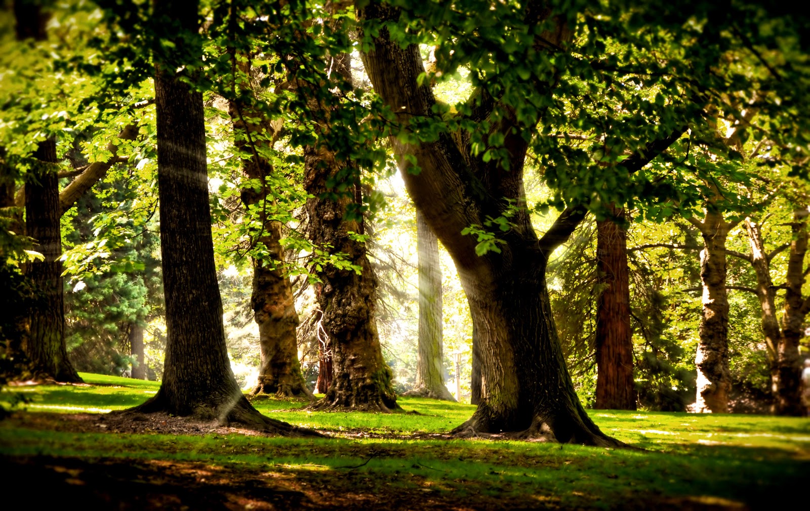 Forest Trees Forest Trees