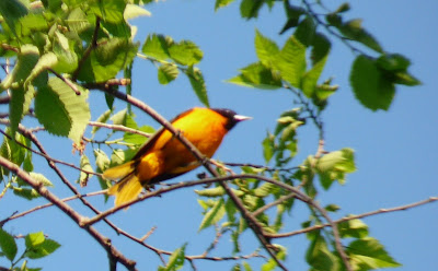 male oriole