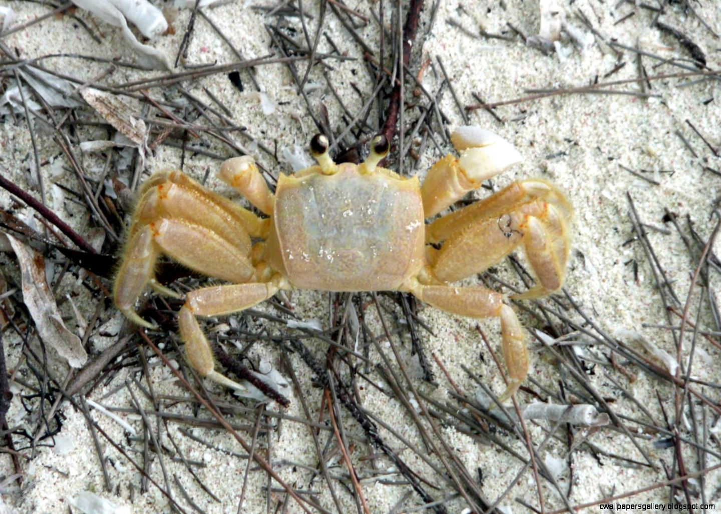 Small Crabs Wallpapers Gallery
