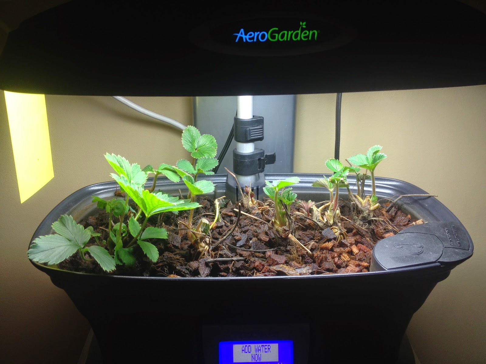 ...and growing, and growing Indoor Gardening My Aerogarden and