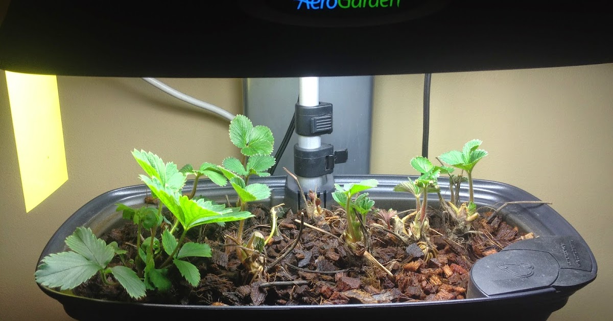 ...and growing, and growing | Indoor Gardening - My Aerogarden and