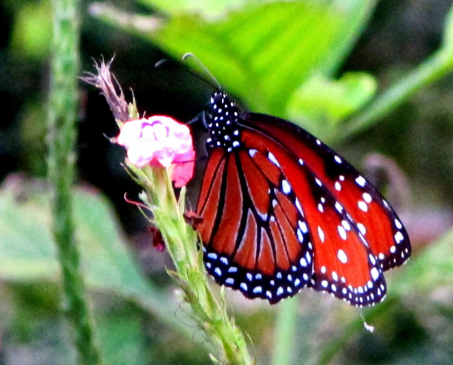 Virginia's Life, Such As It Is!: Christmastime at Leu Gardens