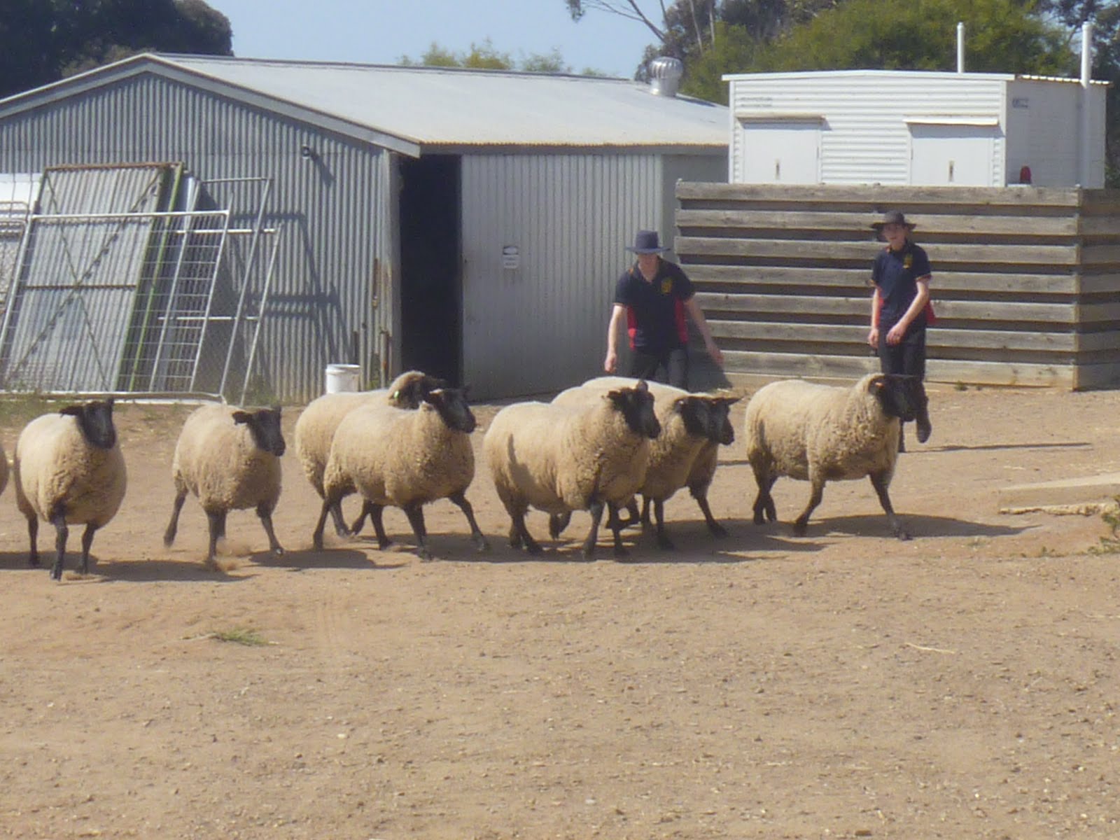 Sheep mustering is great!
