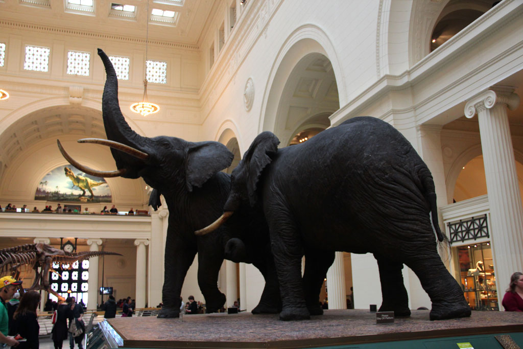 Field Museum of Natural History, Chicago