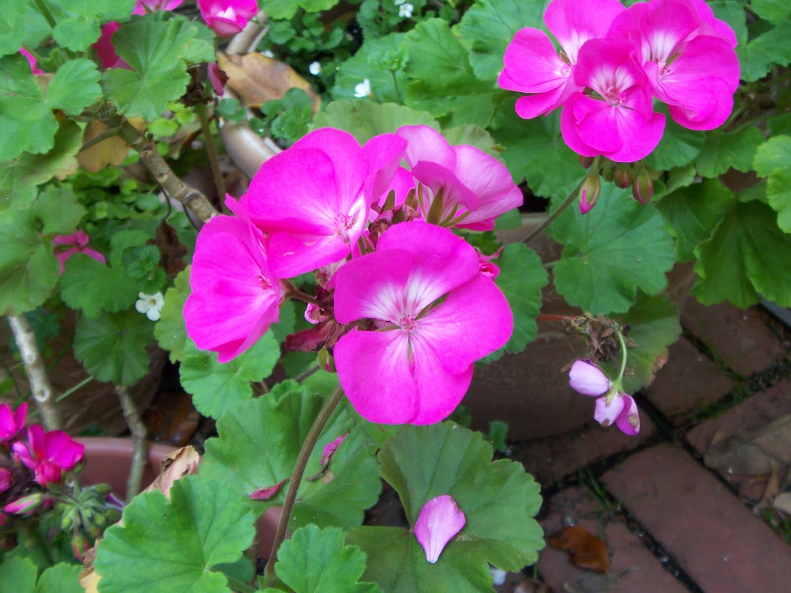 InnSights into Lancaster County Flowers are Blooming Like Crazy!