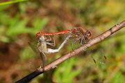 Insects. RedVeined Darter, Speckled Wood (Pararge aegeria aegeria), . (mating red veined darters sympetrum fonscolombii )