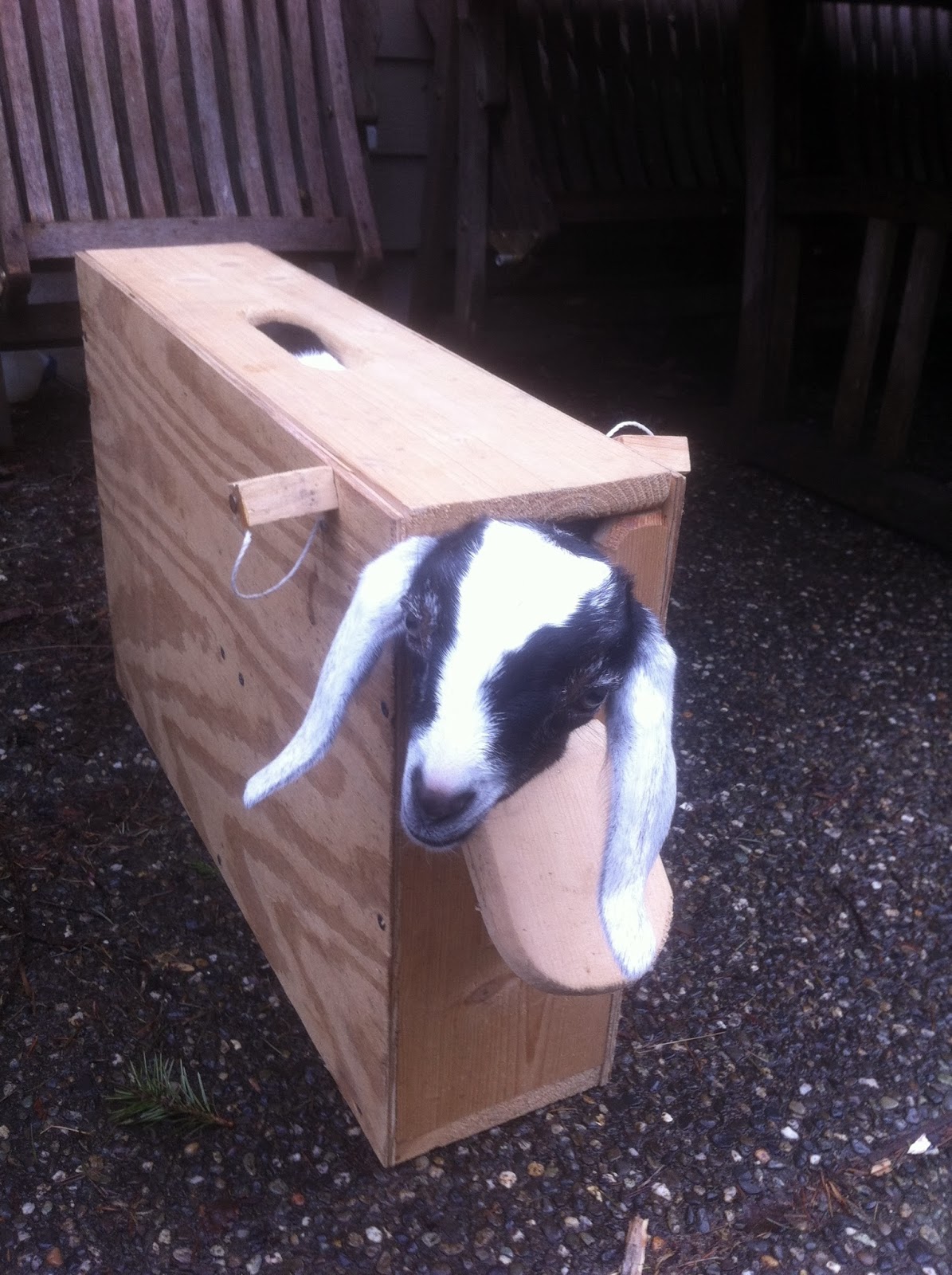 New To Farm Life New Frontier in Goat Care (Disbudding)
