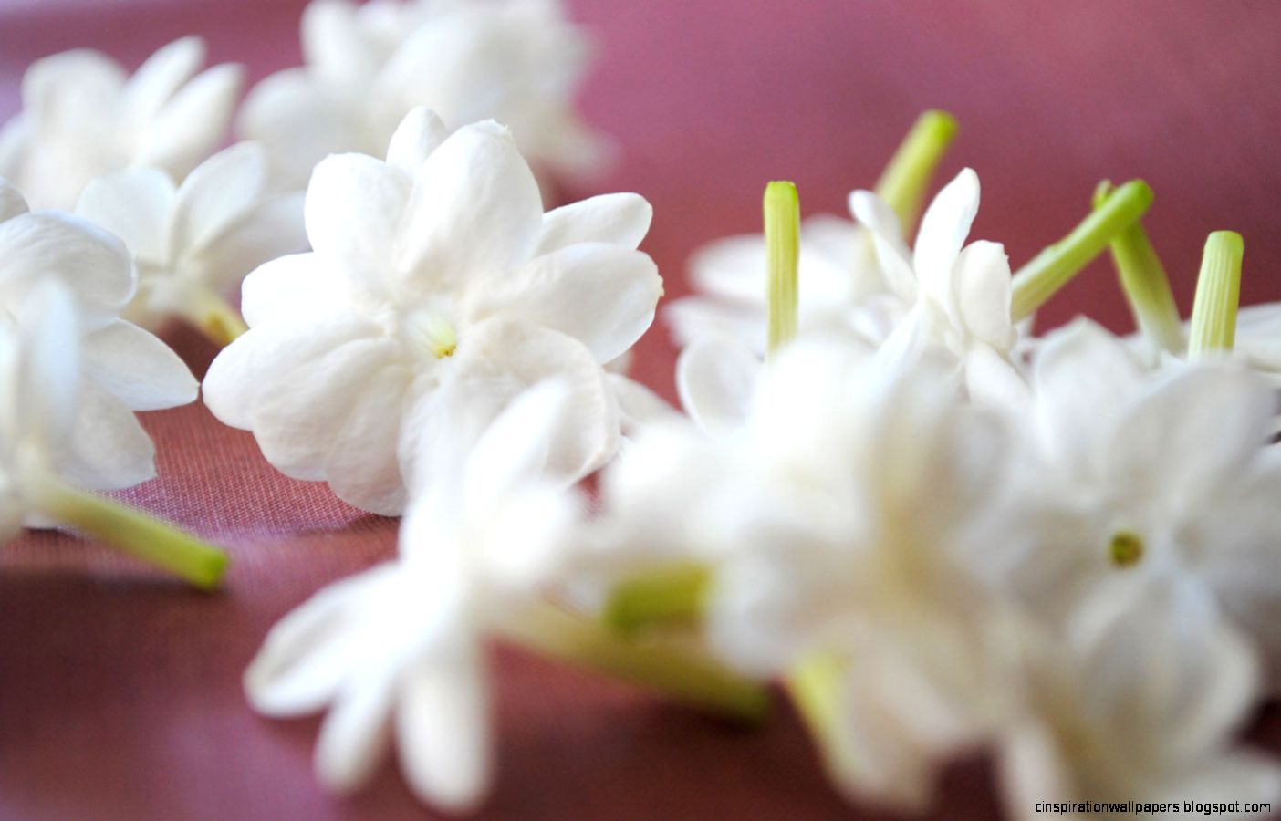 Jasmine Flower HD Wallpapers Hd Wallpapers Jasmine Flower HD Wallpapers Hd Wallpapers