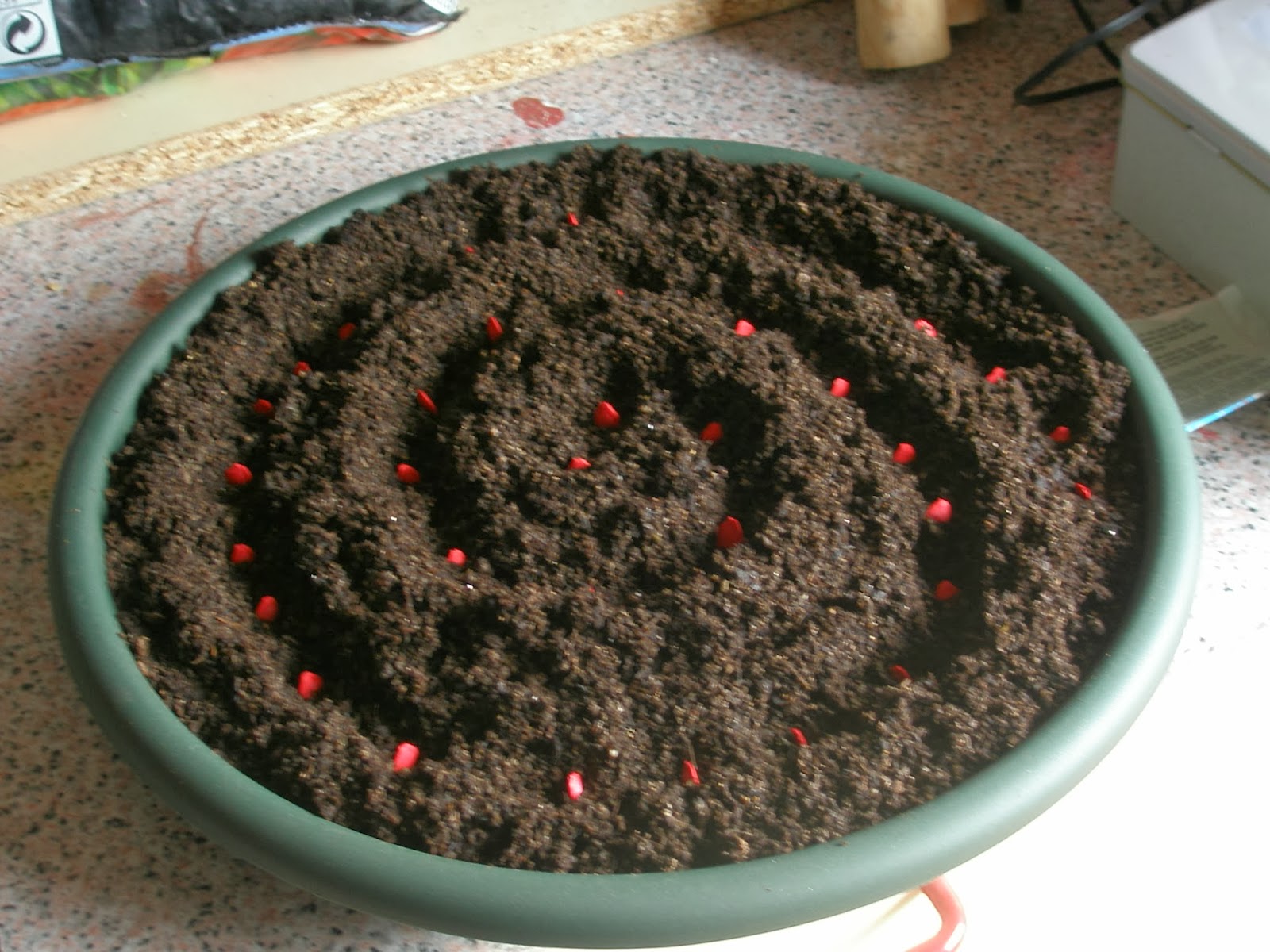 La brújula de los 8 calderos: Febrero en el jardín y las primeras