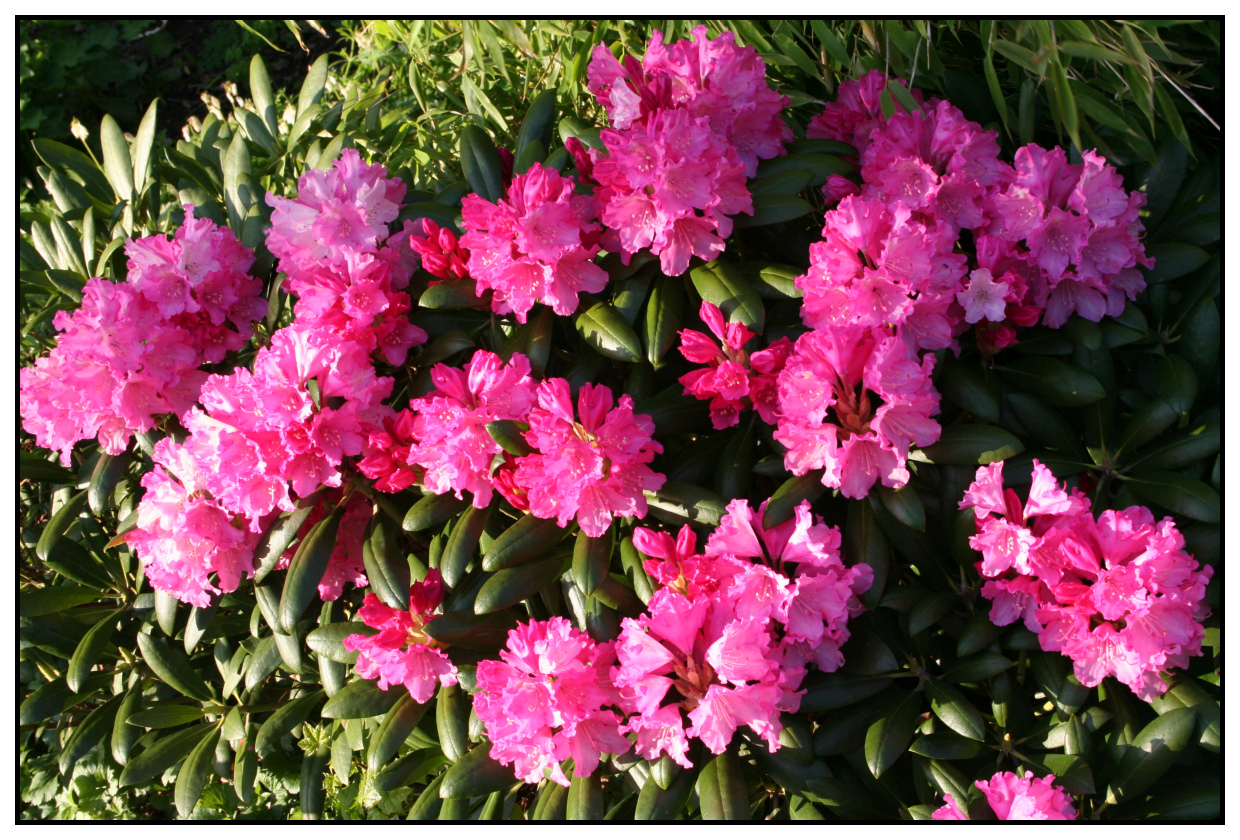 Lorraine in Sweden Flowers