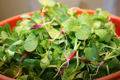 radish greens raw tried them baby radishes don jewels sweet they producer urban food