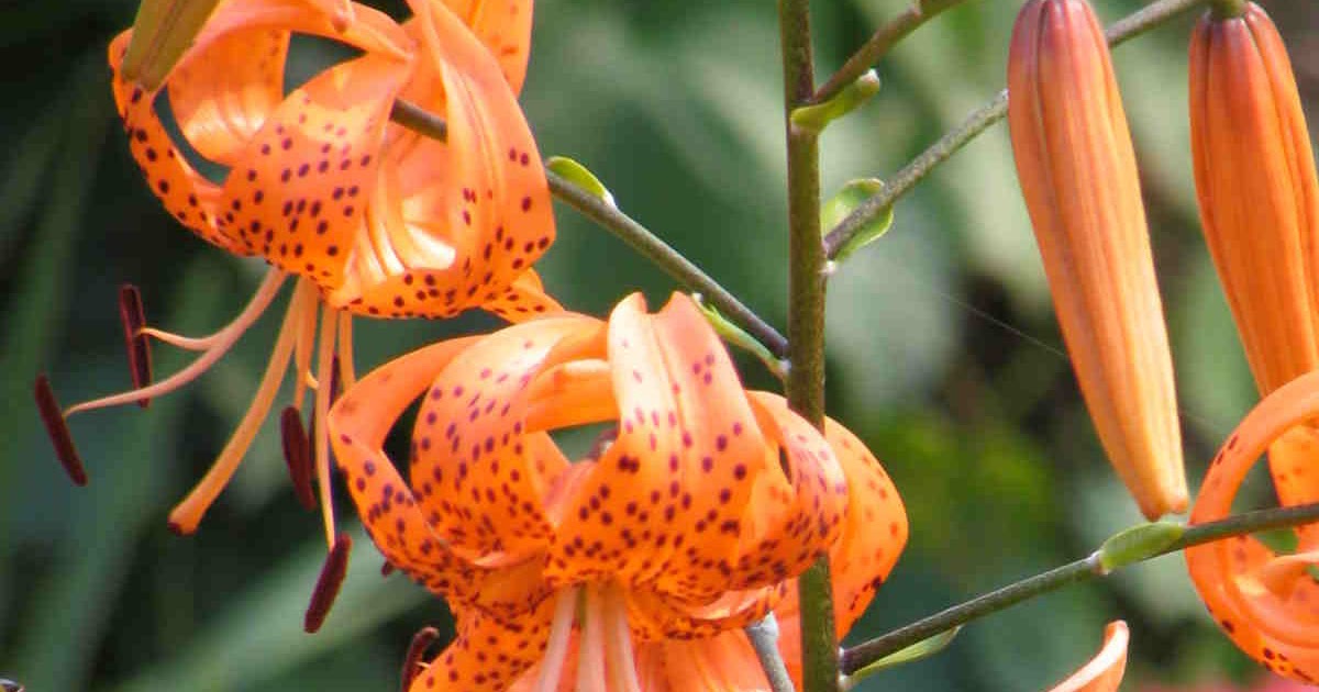 Green Girly Zone 3 Flowers Tiger Lily