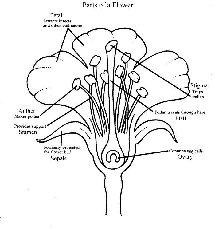 Tam's Bio 3.3a Insect Pollination