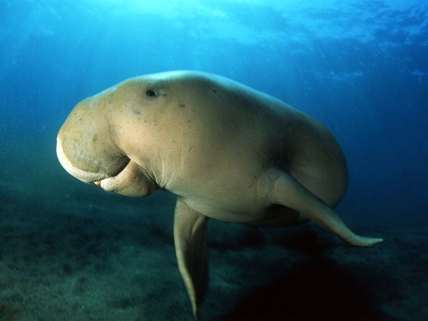Arfura Kingdom Dugong Dan Manatee Tidak Sama