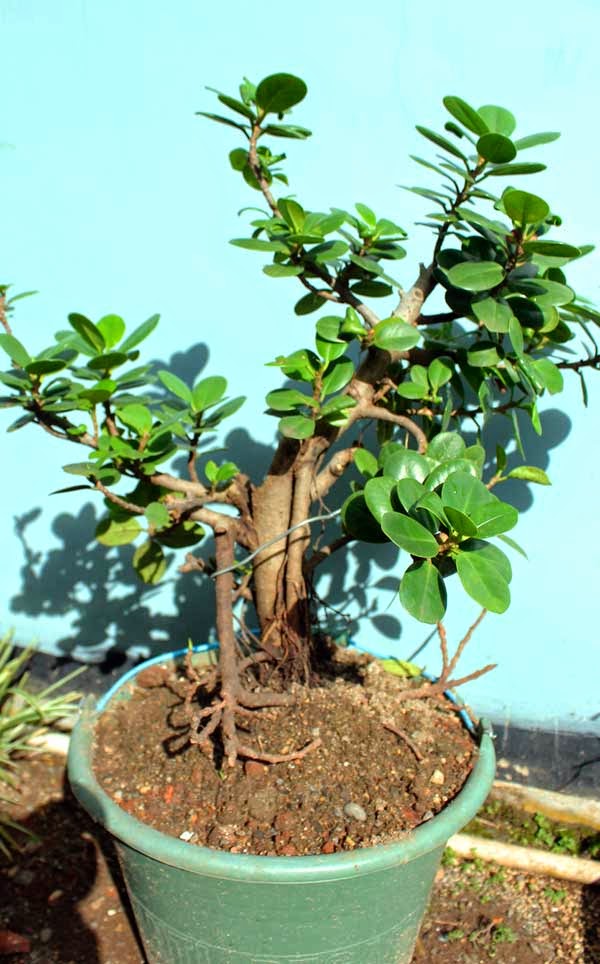 TITIK FILE: ANEKA RAGAM TANAMAN BONSAI